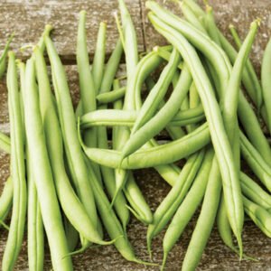 Organic French Beans (Early Winter)